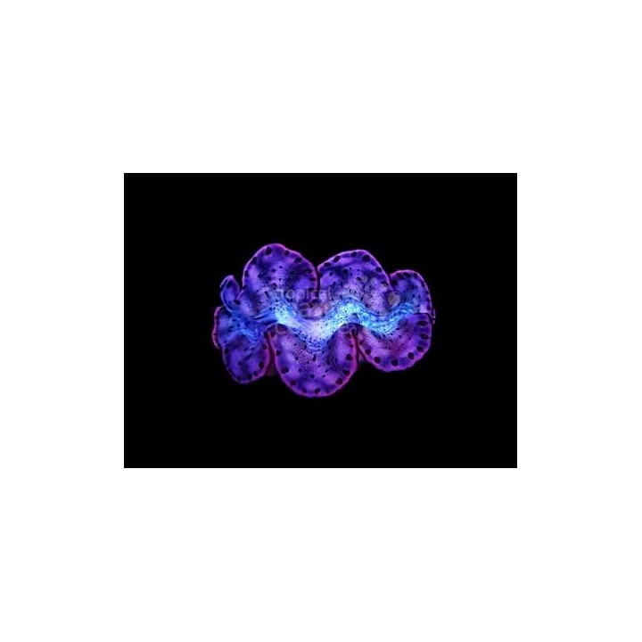 Tridacna Maxima - Cultured Clam - Coloured