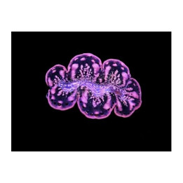 Tridacna Maxima - Cultured Clam - Gold