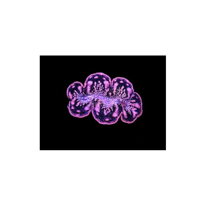 Tridacna Maxima - Cultured Clam - Gold