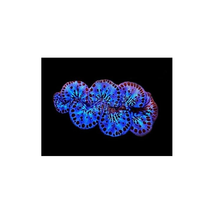 Tridacna Maxima - Cultured Clam - Ultra
