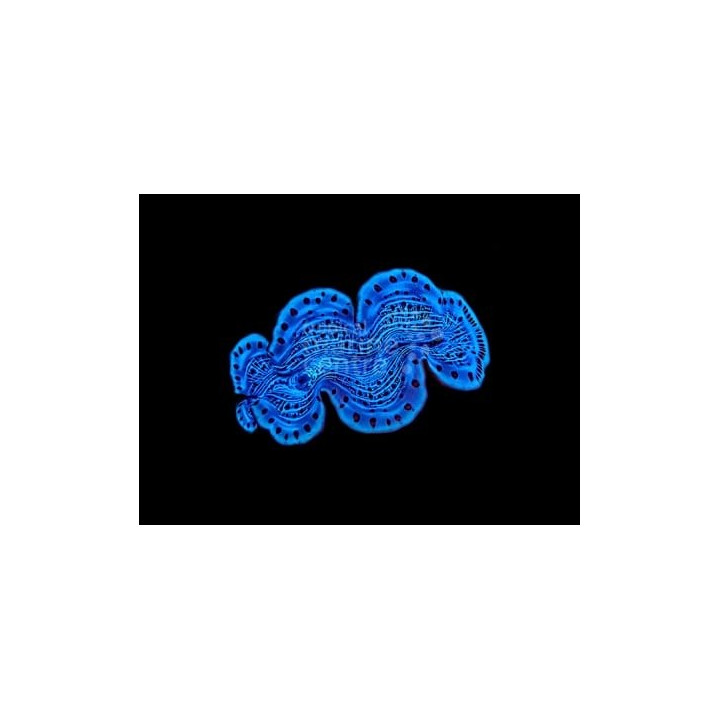 Tridacna Maxima - Cultured Clam - Ultra