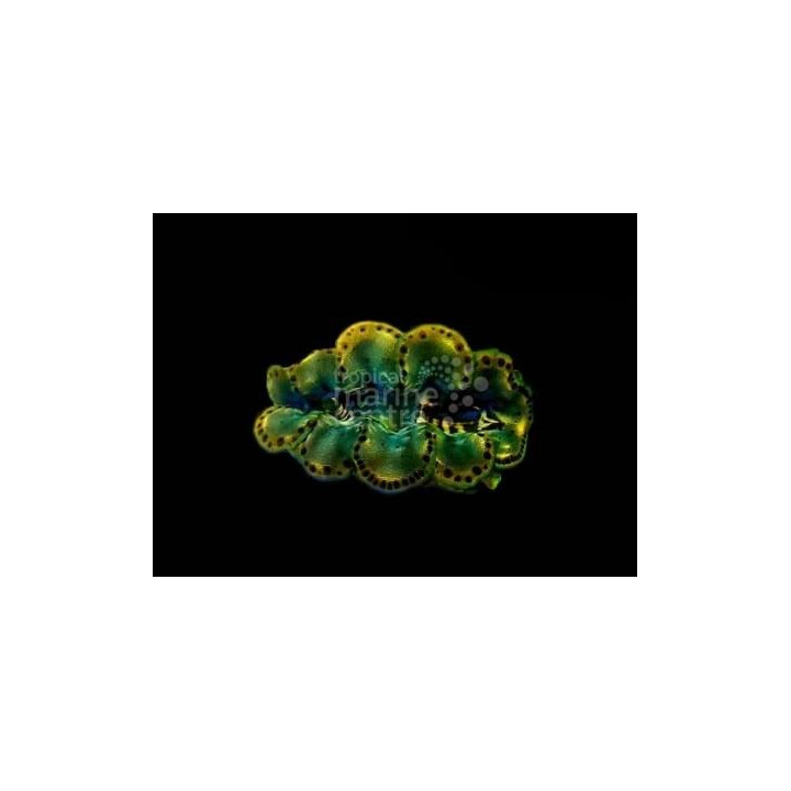 Tridacna Maxima - Cultured Clam - Ultra
