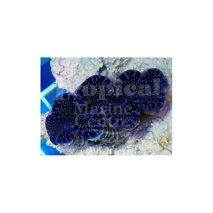 Tridacna Maxima/Squamosa hybrid - Cultured Clam