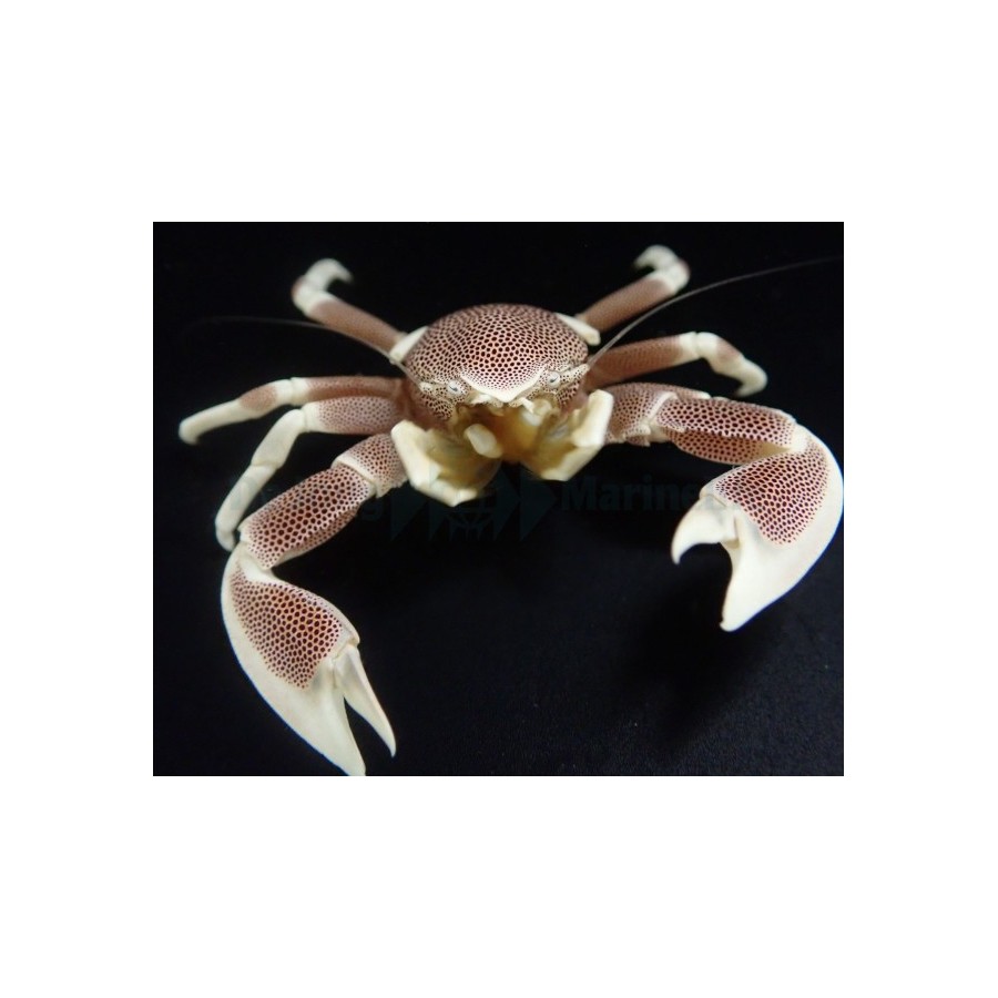 Neopetrolisthes maculatus - Anemone Crab - Pink