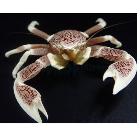 Neopetrolisthes maculatus - Anemone Crab - Pink