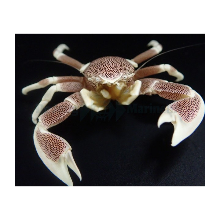 Neopetrolisthes maculatus - Anemone Crab - Pink