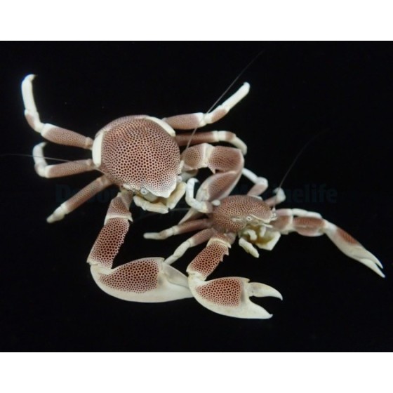 Neopetrolisthes maculatus - Anemone Crab - Pink - pariskunta