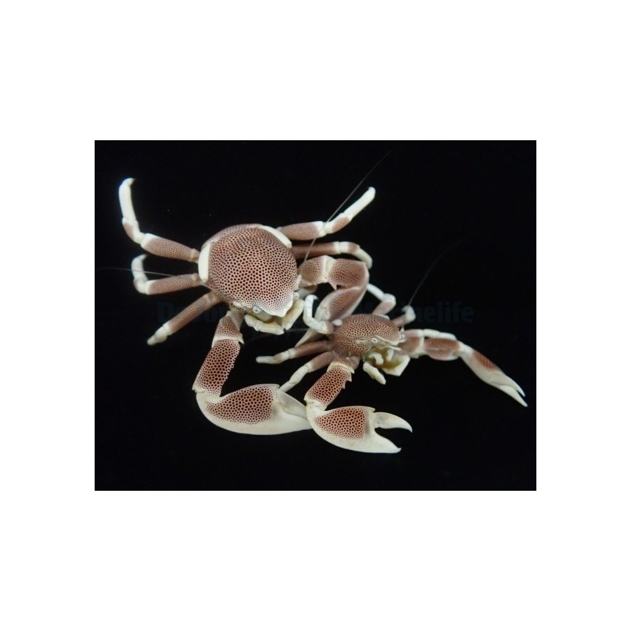 Neopetrolisthes maculatus - Anemone Crab - Pink - pariskunta