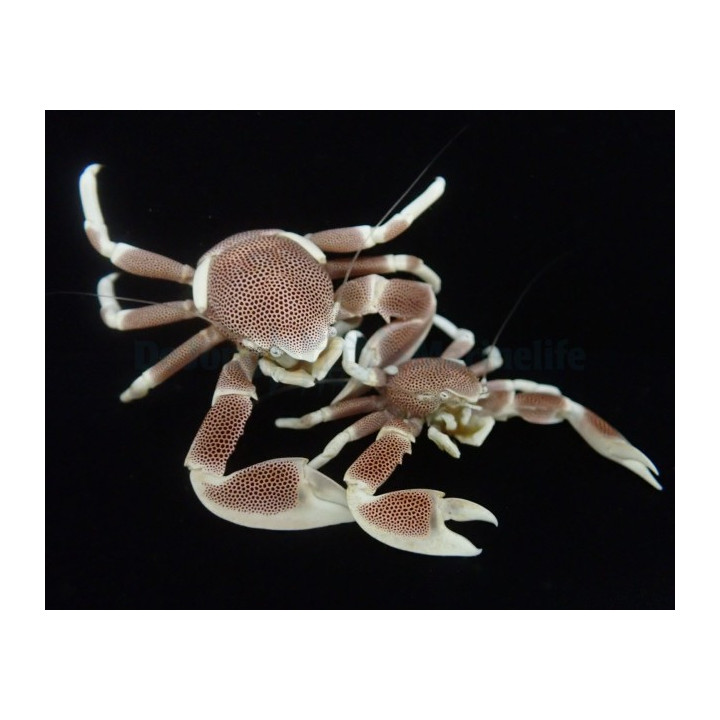 Neopetrolisthes maculatus - Anemone Crab - Pink - pariskunta