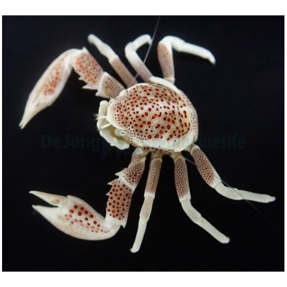 Neopetrolisthes ohshimai - Anemone Crab - Spotted