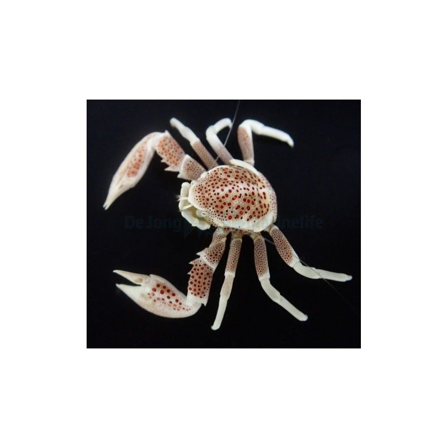 Neopetrolisthes ohshimai - Anemone Crab - Spotted