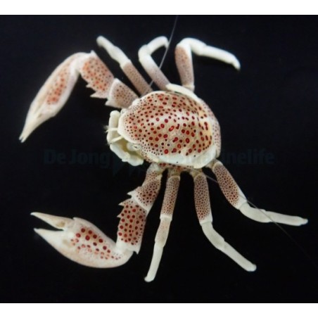 Neopetrolisthes ohshimai - Anemone Crab - Spotted