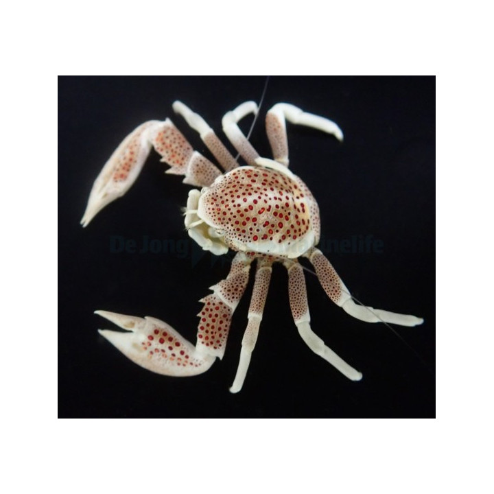 Neopetrolisthes ohshimai - Anemone Crab - Spotted