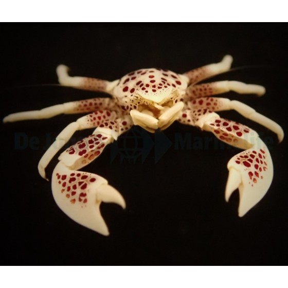 Neopetrolisthes ohshimai - Anemone Crab - Spotted