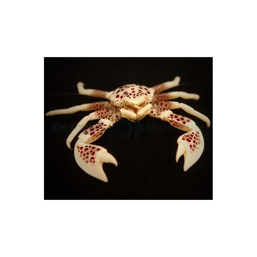 Neopetrolisthes ohshimai - Anemone Crab - Spotted