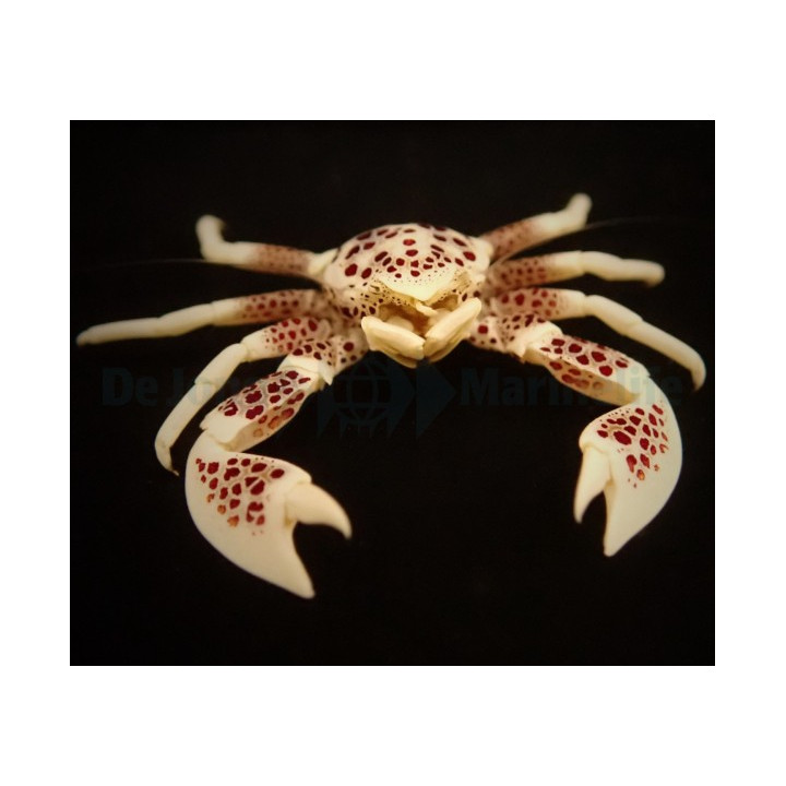 Neopetrolisthes ohshimai - Anemone Crab - Spotted