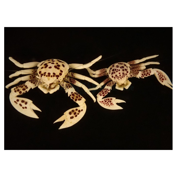 Neopetrolisthes ohshimai - Anemone Crab - Spotted - pariskunta
