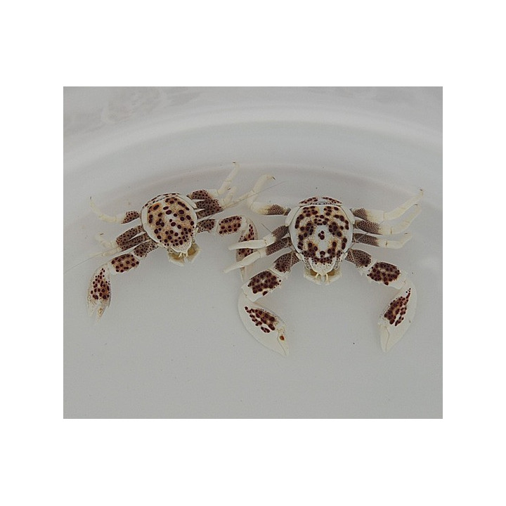 Neopetrolisthes ohshimai - Anemone Crab - Spotted - pariskunta