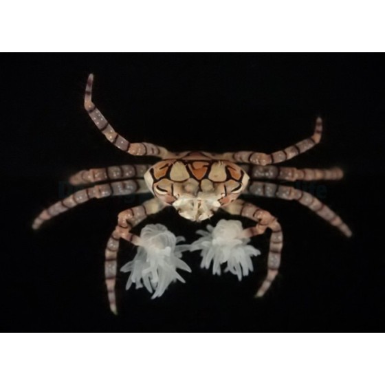 Lybia Tesselata - Pom Pom Crab