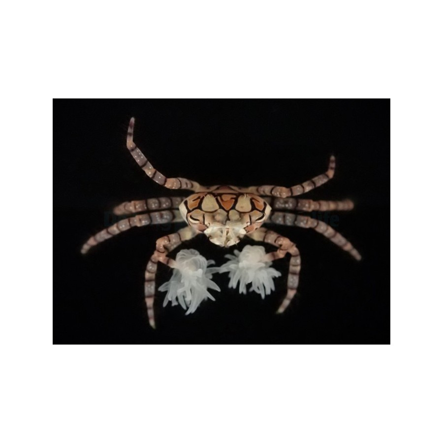 Lybia Tesselata - Pom Pom Crab