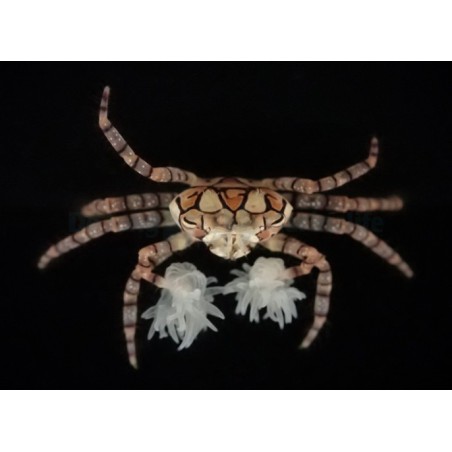 Lybia Tesselata - Pom Pom Crab