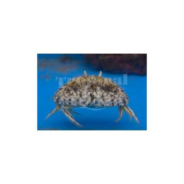 Calappa sp. - Calico Crab