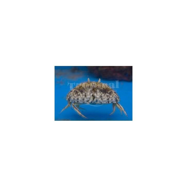 Calappa sp. - Calico Crab