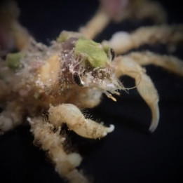 Camposcia retusa - Decorator Crab