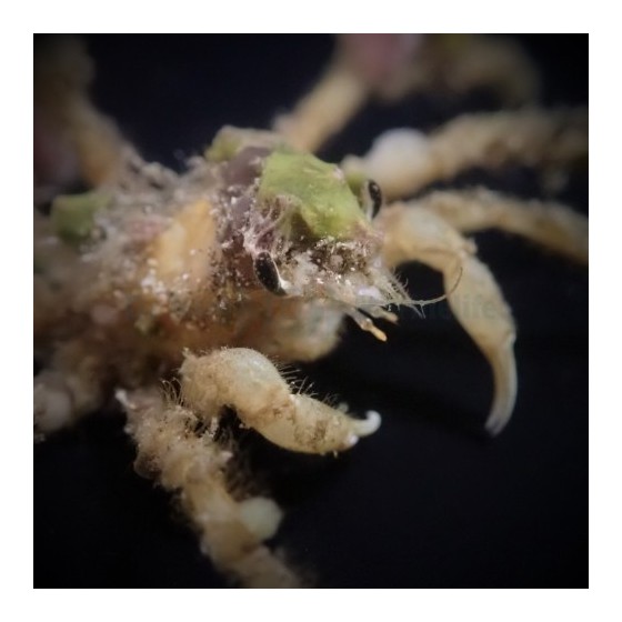 Camposcia retusa - Decorator Crab