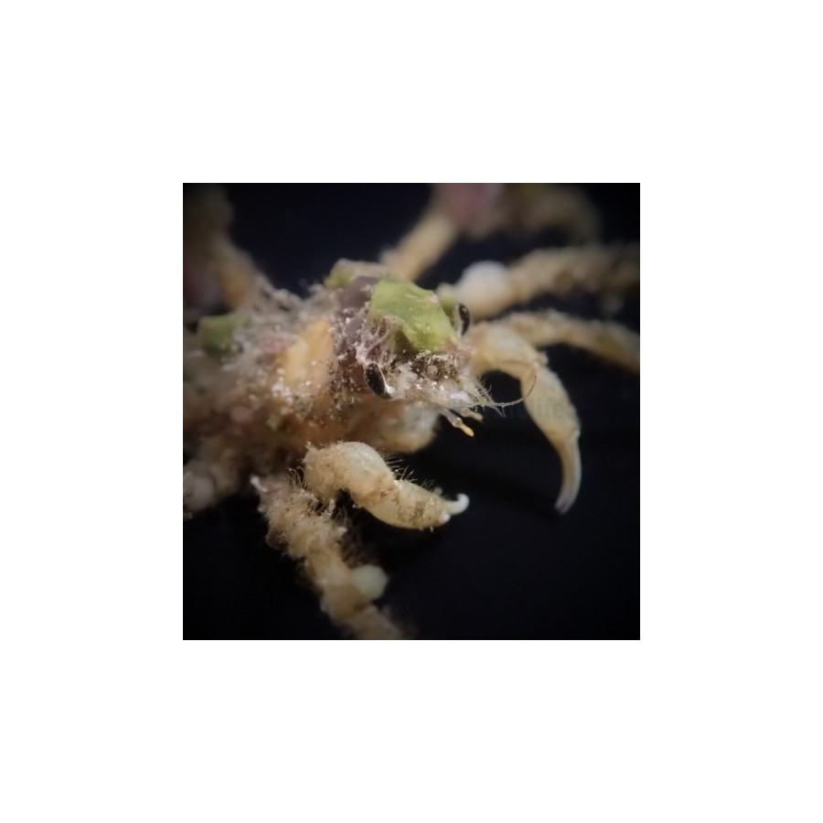 Camposcia retusa - Decorator Crab