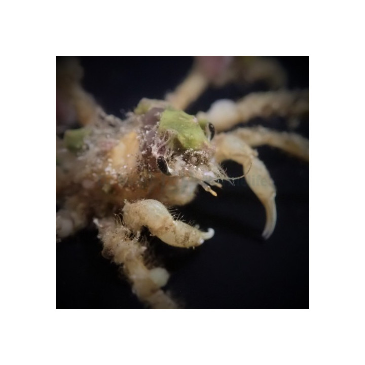 Camposcia retusa - Decorator Crab