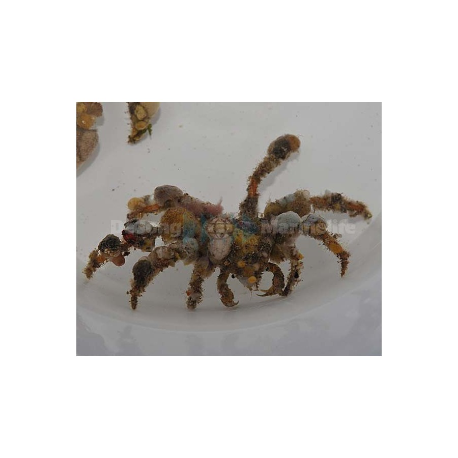 Camposcia retusa - Decorator Crab