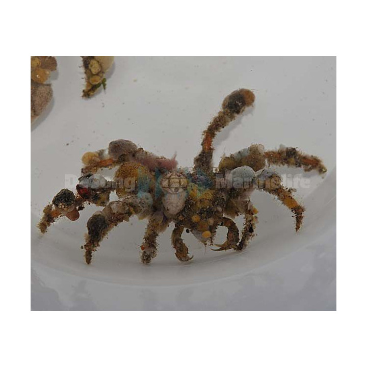 Camposcia retusa - Decorator Crab
