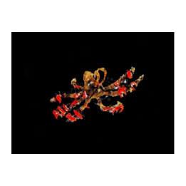 Achaeus sp. - Decorator Crab - Deepwater