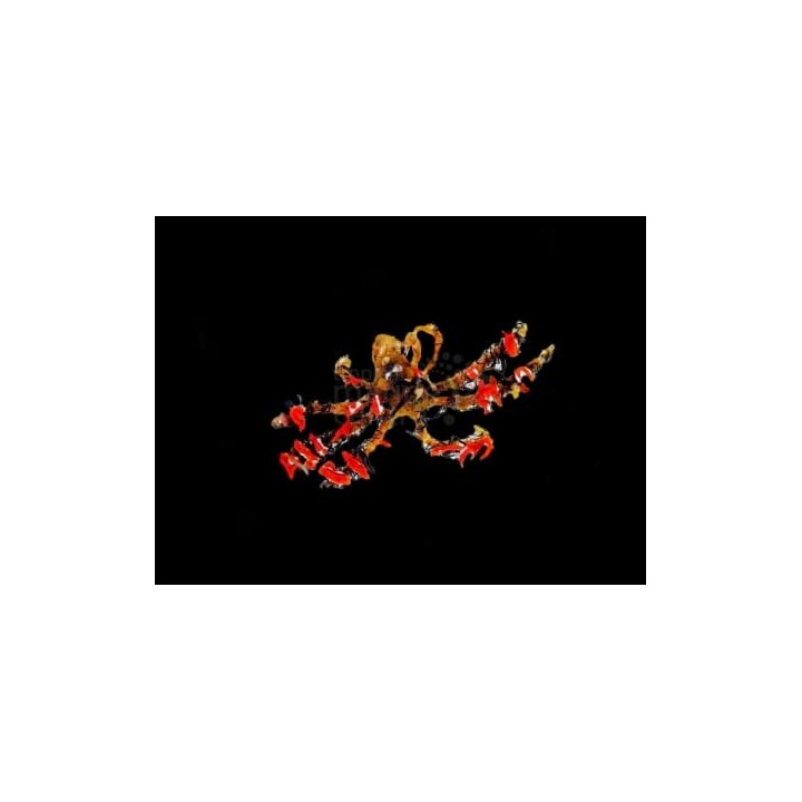 Achaeus sp. - Decorator Crab - Deepwater