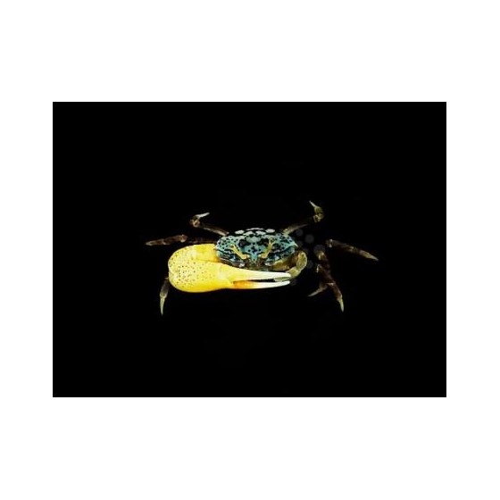 Uca sp. - Fiddler Crab - Blue