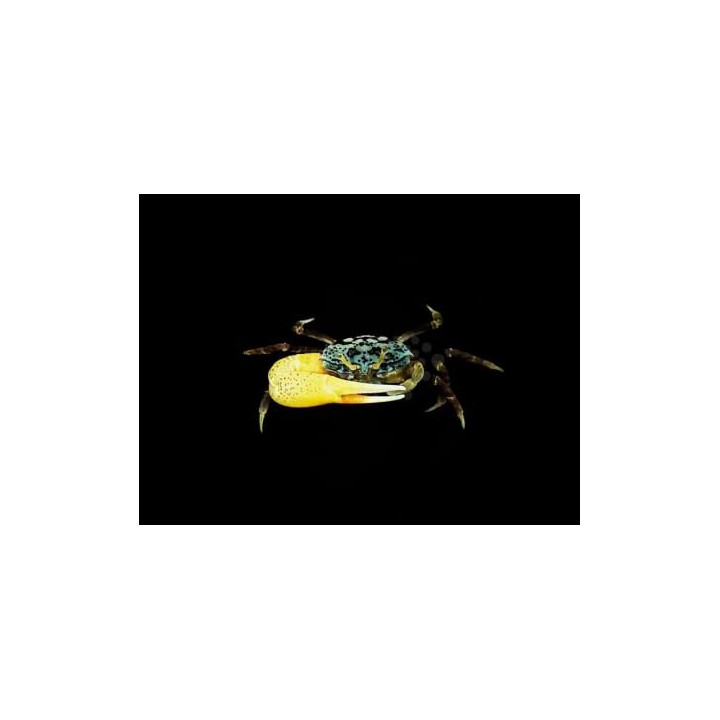 Uca sp. - Fiddler Crab - Blue
