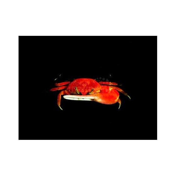 Uca sp. - Fiddler Crab - Red