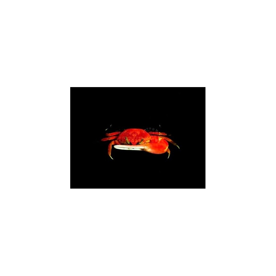 Uca sp. - Fiddler Crab - Red