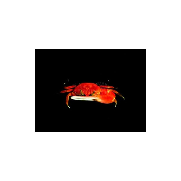 Uca sp. - Fiddler Crab - Red
