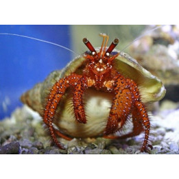 Dardanus megistos - Hermit Crab - Red Hairy