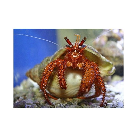 Dardanus megistos - Hermit Crab - Red Hairy