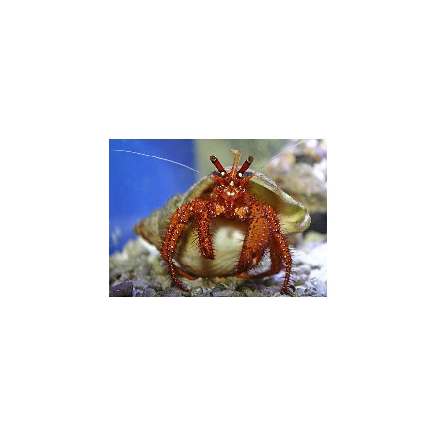 Dardanus megistos - Hermit Crab - Red Hairy