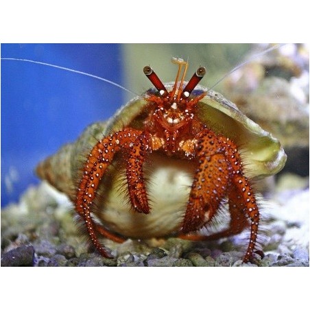 Dardanus megistos - Hermit Crab - Red Hairy