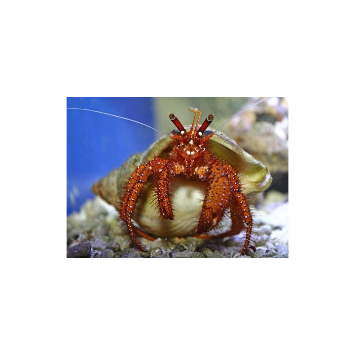 Dardanus megistos – Red Hairy Hermit Crab | Suuri ja näyttävä erakkorapu