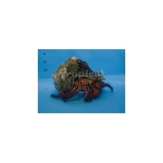 Dardanus megistos - Hermit Crab - Red Hairy