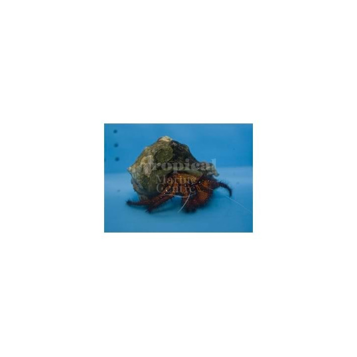 Dardanus megistos – Red Hairy Hermit Crab | Suuri ja näyttävä erakkorapu