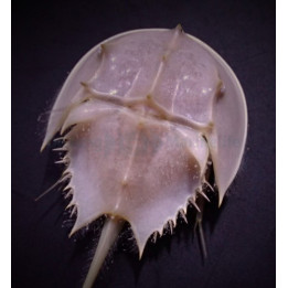 Limulus polyphemus - Horseshoe Crab
