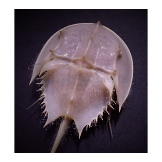 Limulus polyphemus - Horseshoe Crab