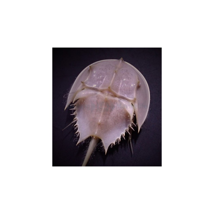 Limulus polyphemus - Horseshoe Crab